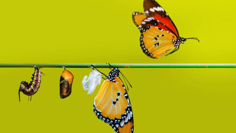 Coaching transformacyjny - poznaj zalety i wady tego coachingu _ ISiC Coaching Mentoring Szkolenia